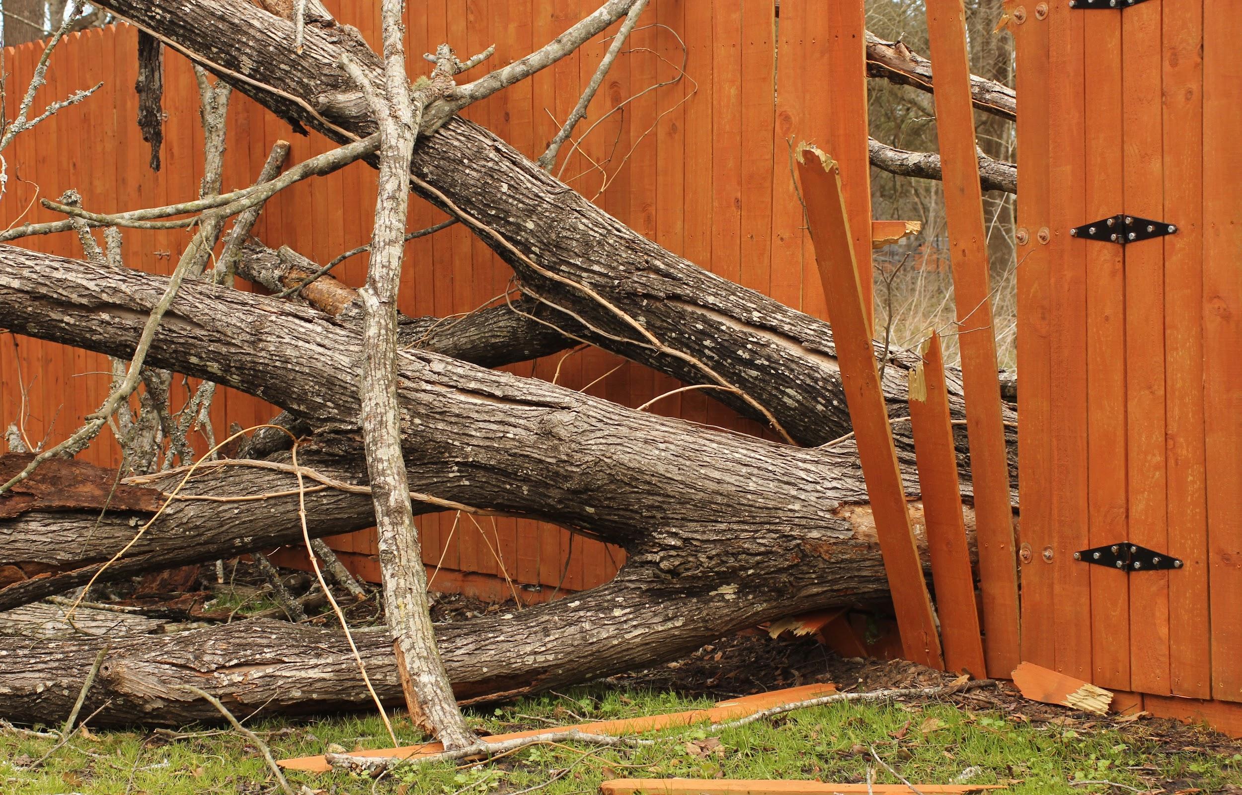 Fallen tree damaging a wooden fence, example of property damage claim where a lender may be listed as loss payee on an insurance policy